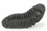 Phacopid (Morocops) Trilobite - Completely Removed From Rock! #249256-2